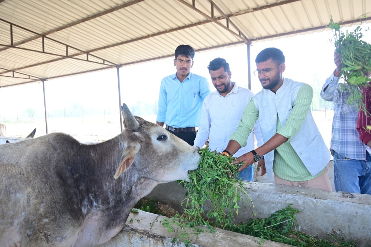 Cow Care